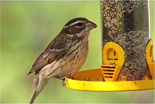 Wagner S 62076 No Mess Wild Bird Food 20 Pound Bag