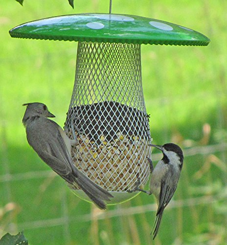 the best bird feeder to attract more wild birds suitable the best bird feeder to attract more wild birds suitable